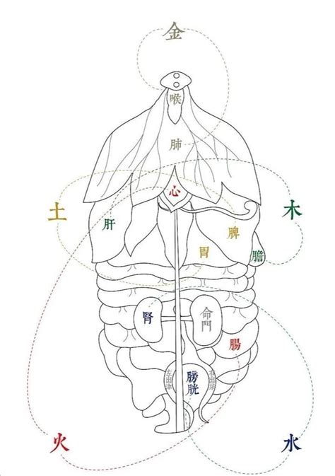 五藏六腑|五臟六腑